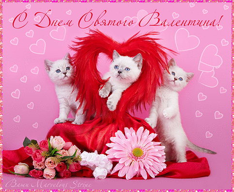 Валентинки Открытка-валентинка.Белые котята аватар