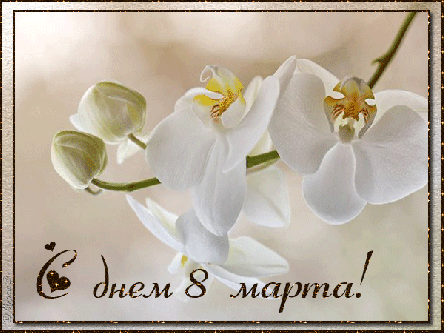 Восьмое марта Открытка с 8 Марта.Белая орхидея аватар