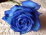Восьмое марта Синяя роза аватар