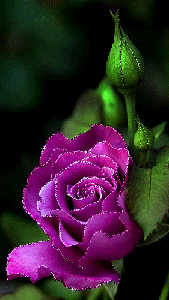 Восьмое марта Фиолетовая роза аватар