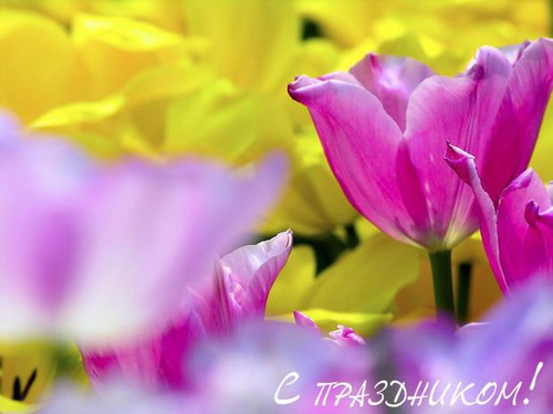 Восьмое марта Цветы к 8 марта! Тюльпаны аватар