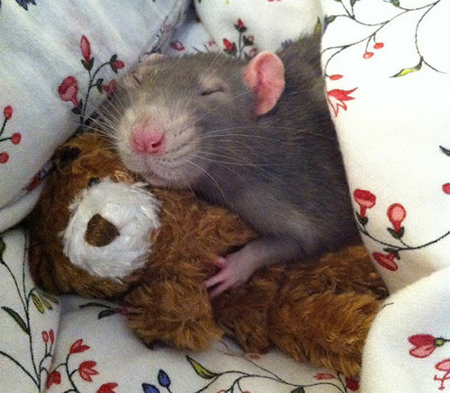 Доброе утро Картинка. Доброе утро! Мышка спит в обнимку с мишкой аватар