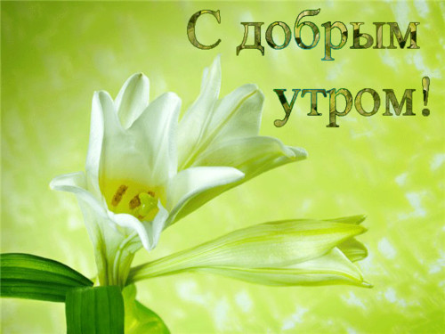 Доброе утро С добрым утром! Белые цветы на зеленом фоне аватар