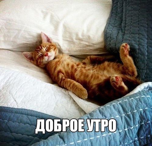 Доброе утро Доброе утро! Рыжий кот аватар