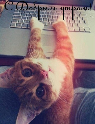 Доброе утро С добрым утром! Рыжий котенок работает с клавиатурой аватар