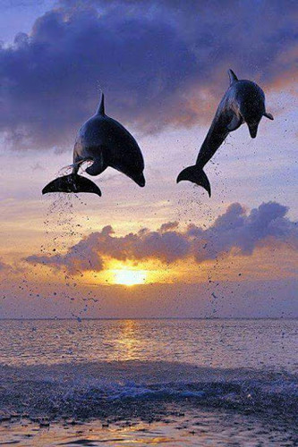 Добрый вечер Добрый вечер! Дельфины прыгают на закате аватар
