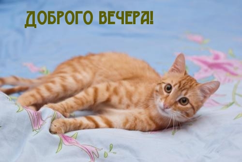 Добрый вечер Доброго вечера! Рыжий котенок аватар