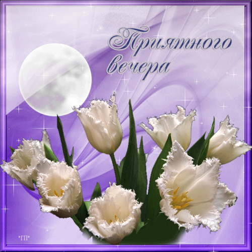 Добрый вечер Приятного вечера! Белые тюльпаны аватар