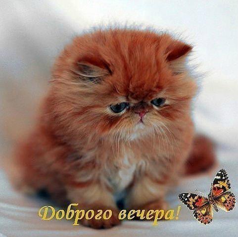 Добрый вечер Доброго вечера!  Котенок с бабочкой аватар