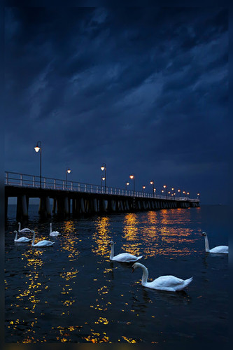 Добрый вечер Добрый вечер!  Лебеди у вечернего моста аватар