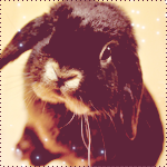 Зайцы Черный кролик аватар