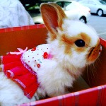 Зайцы Милый кролик в коробке аватар