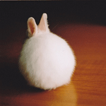 Зайцы Белый кролик шевелит ушками аватар