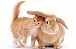 Зайцы Кот и заяц аватар