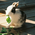 Зайцы Кролик жует зеленый лист аватар