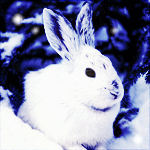 Зайцы Белый зайчик под снегом аватар