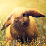 Зайцы Кролик в солнечных лучах аватар