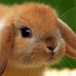 Зайцы Мордочка рыжего кролика аватар
