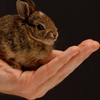 Зайцы Относительность кролик на ладони аватар