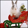 Зайцы Новогодний заяц в красных санях аватар
