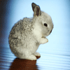 Зайцы Кролик моргает аватар