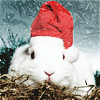 Зайцы Кролик в новогодней шапочке аватар