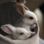 Зайцы Несчастные кролики греются в шляпе аватар
