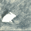 Зайцы Белый кролик прыгает на сером фоне аватар