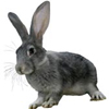 Зайцы Заяц серый длинноухий аватар