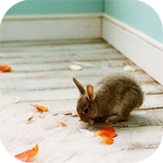 Зайцы Кролик с листком аватар