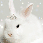 Зайцы Белый пушистый кролик в короне аватар