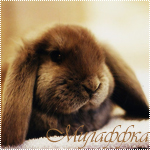 Зайцы Коричневый кролик (милаффка) аватар