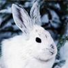 Зайцы Заяц белый в лесу аватар