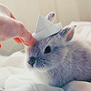 Зайцы Кролику надевают бумажную шапочку аватар