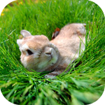 Зайцы Кролик в траве аватар