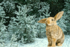 Зайцы Зайка в зимнем лесу аватар