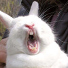 Зайцы Зевок)кролик зевает аватар