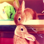 Зайцы Два озорных кролика аватар