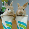 Зайцы Кролики в стаканчиках аватар