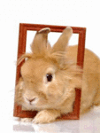 Зайцы Кролик в рамке аватар