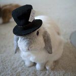 Зайцы Кролик в шляпе аватар