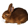 Зайцы Заяц коричневый аватар