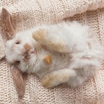 Зайцы Белый кролик лежит на спине аватар