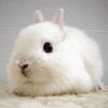 Зайцы Белый кролик-символ года аватар