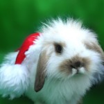 Зайцы Пушистый кролик в новогоднем колпачке аватар