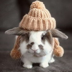 Зайцы Кролик в шапке аватар