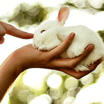 Зайцы Кролик в руке аватар