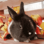 Зайцы Серый кролик аватар