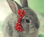 Зайцы Милый кролик с бантиком аватар