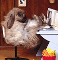 Зайцы Кролик за компом аватар